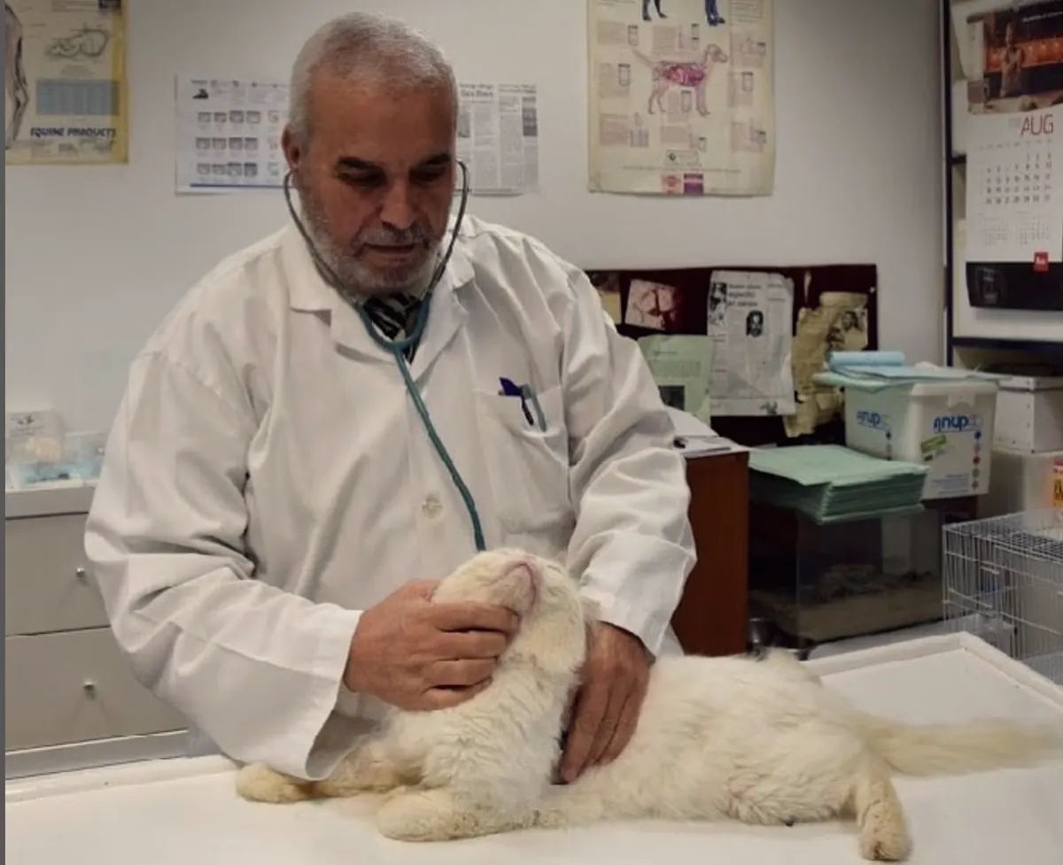 Dr. Faisal Shaheen examining a cat at New Veterinary Clinic Abu Dhabi