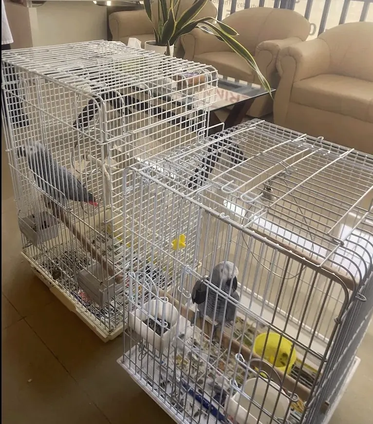 Parrots waiting at New Veterinary Clinic Abu Dhabi