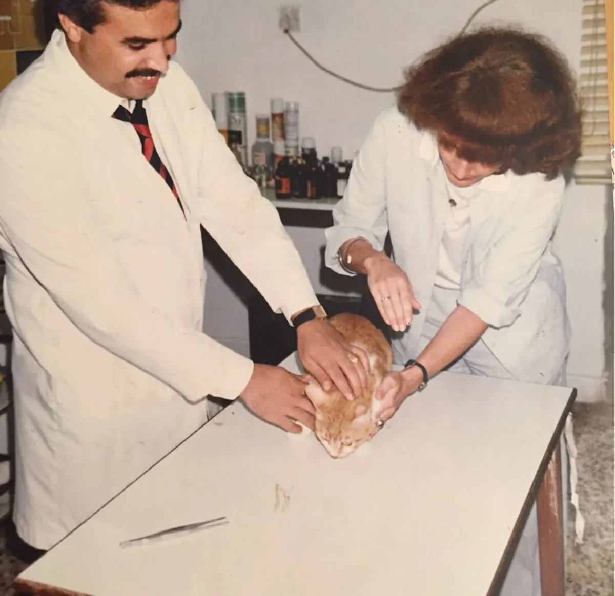 Treating a cat at the clinic in the 1980s
